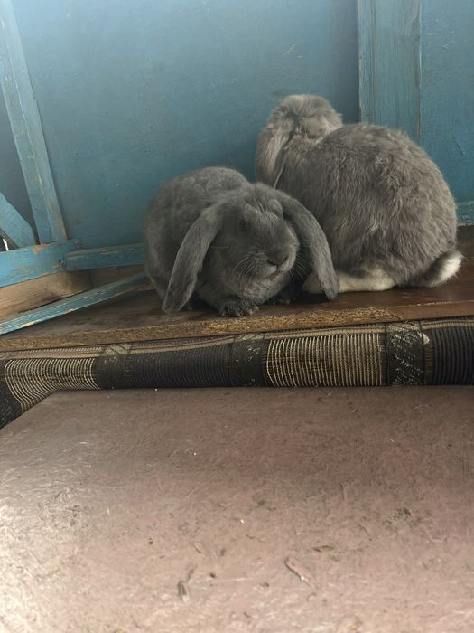 Продаю крольчат фб