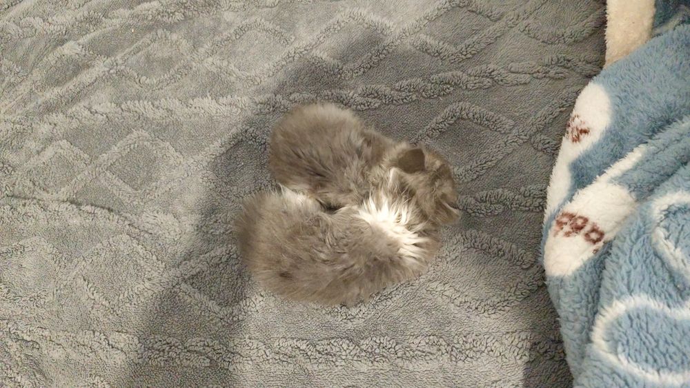 Котята, мальчики