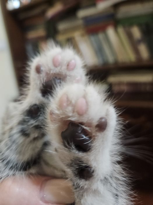 Котёнок девочка.