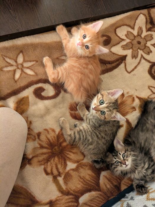 Котенок -рысенок. Курильский бобтейл. Аа