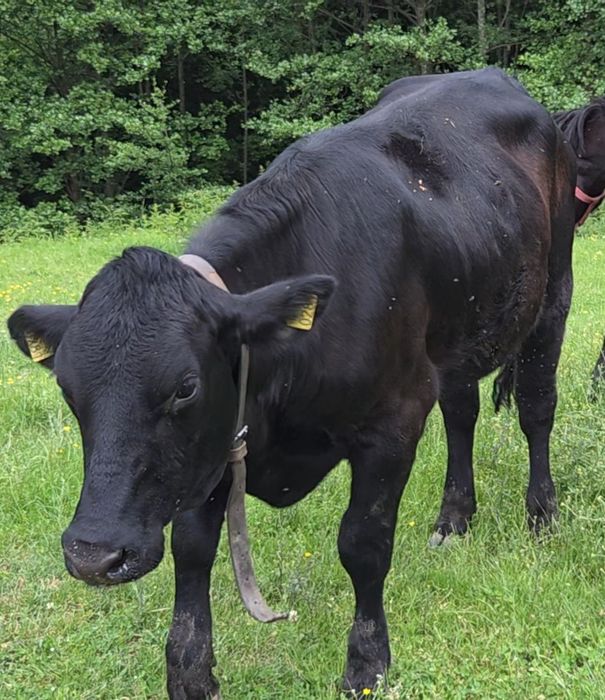 Juninca angus de vanzare