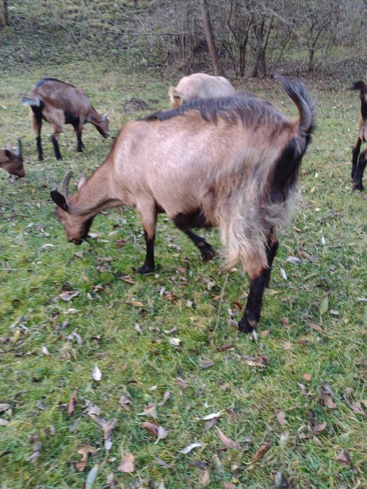 Vând capră alpină franceză gestantă