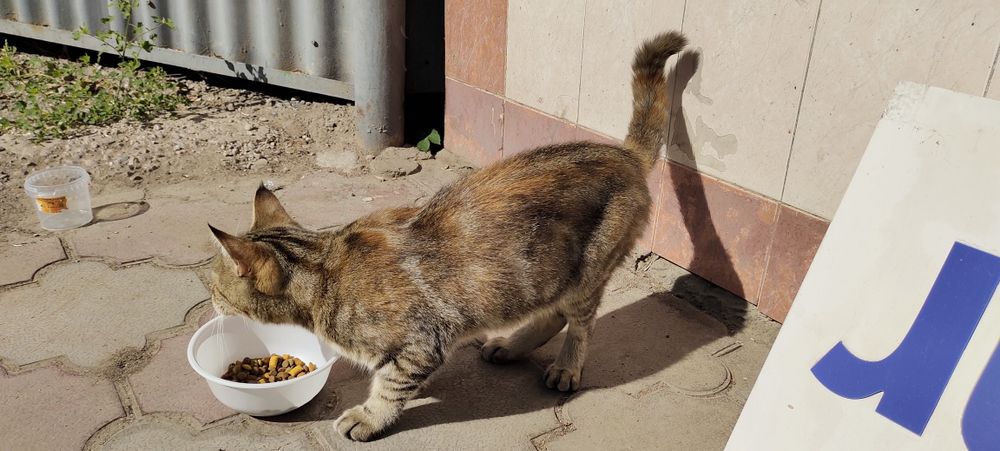 Кошка ищет дом Срочно