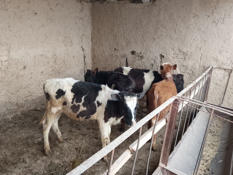 Бузаулар сатылады