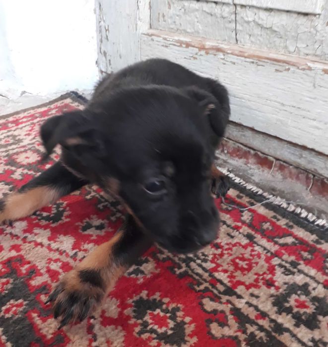 Щенки в добрые руки