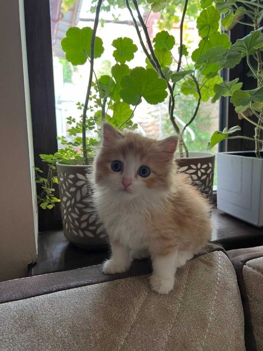 Котята, возраст 2 месяца