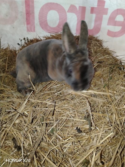 Mascul Rex pitic japonez