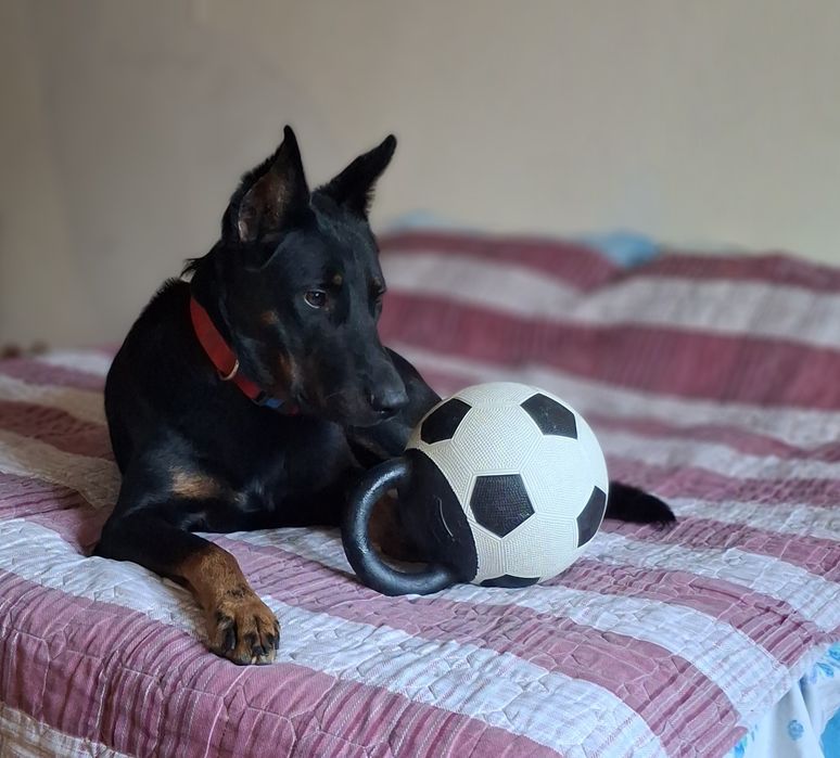 Ищет подругу для вязки