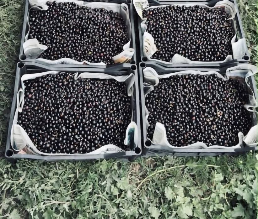 Продам смородину чёрную