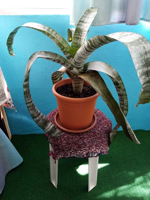 Vand o planta matura de interior Aechmea Primera