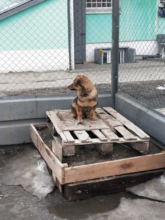 Молодая собачка- девочка ищет хозяина