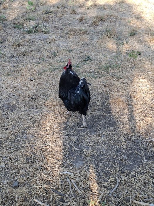 Домашний Кора шахзода Хуроз сотилади. Соглом.