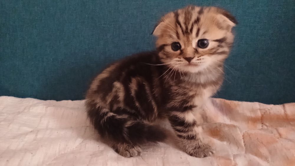 Продам шотландского котёнка