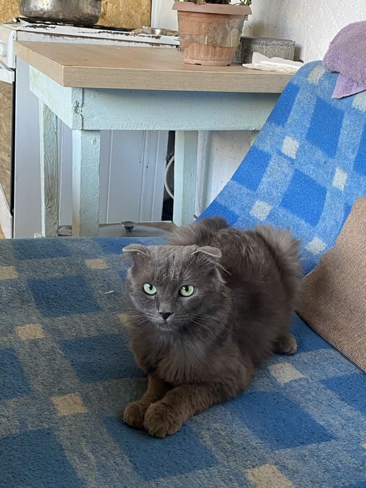Отдадим вислоухого кота