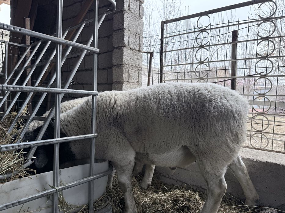 Дорпер кучкор сотилади