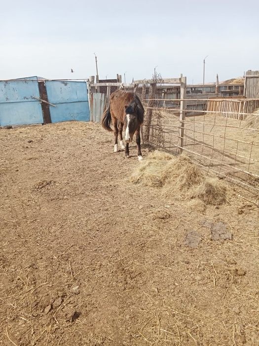 2 жасар құнан сатылады