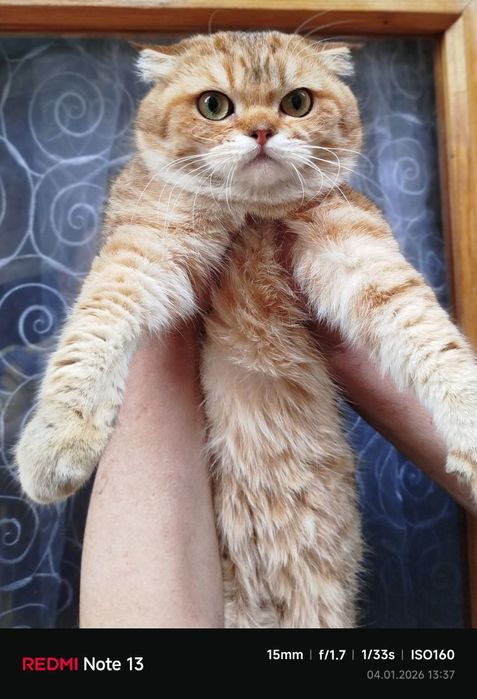 Вязкага таййор шиншила