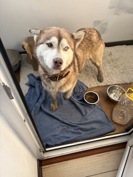 Хаски, девочка только в ответсвенные добрые руки