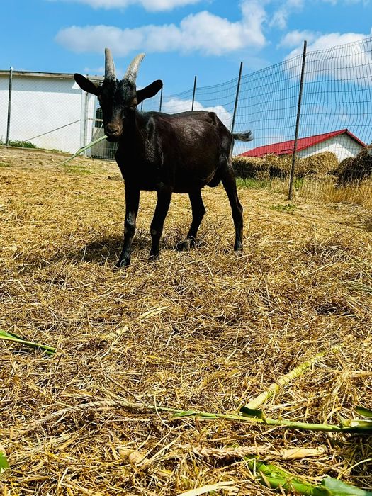 Țapi de vânzare de Alpina Franceză
