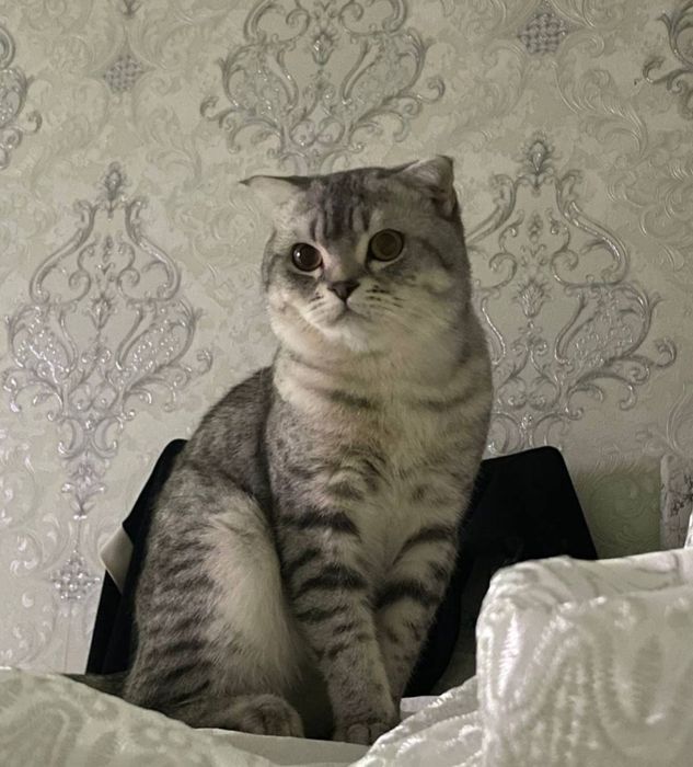 scottish fold девочка