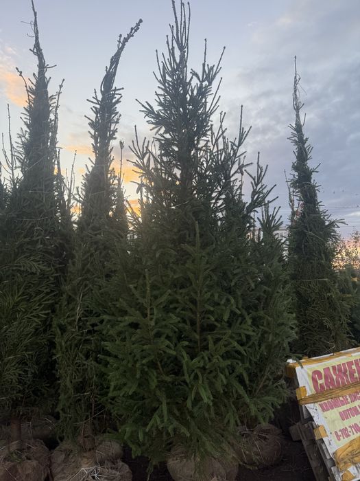 Кустарники, деревья, газон