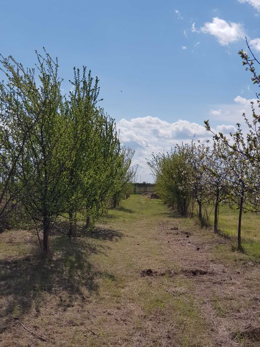 VISUL TĂU LA ȚARĂ, LA DOAR 60 KM DE BUCUREȘTI! Teren intravilan 8402 mp + CASĂ 50 mp în Jugureni, Uliești – Paradis accesibil!