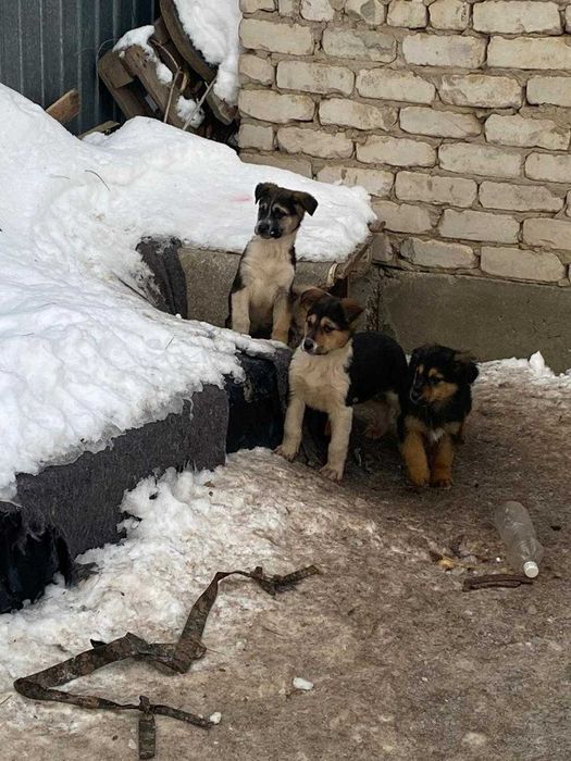 отдам щенков в добрые руки