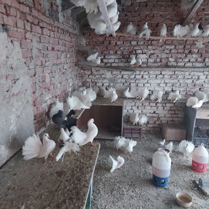 гълъби финерлии, бели и пъстри 5 евро броя