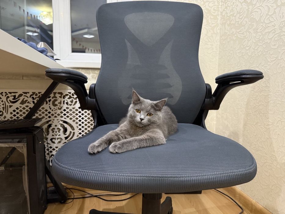 Кошечка в добрые руки