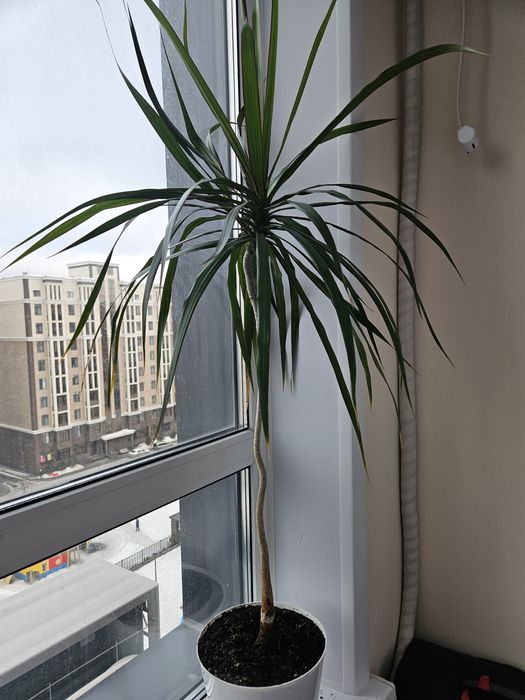 Цветы комнатные разные