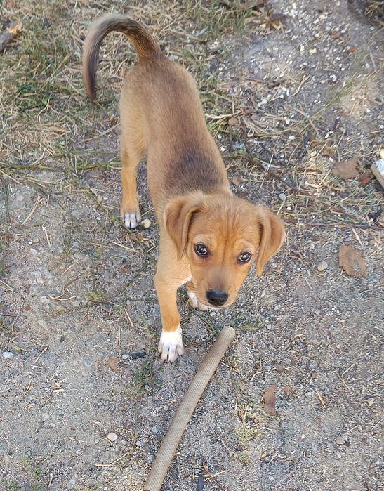 Adoptie GRATIS caini/catelusi  talie mica