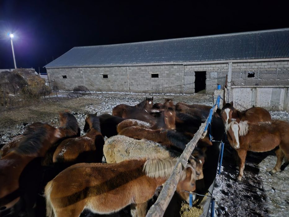 Продам жеребят полутяжи