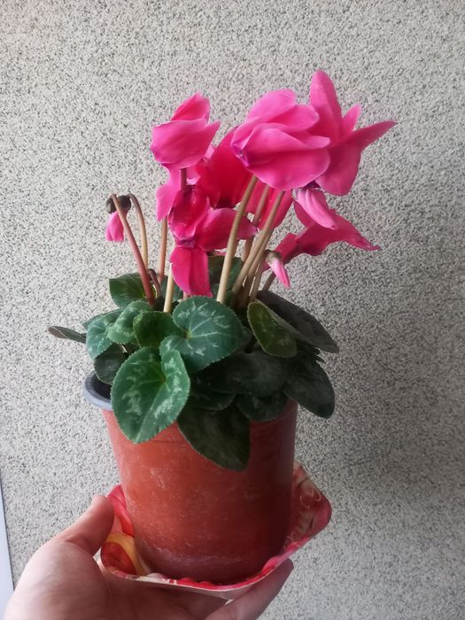 Комнатние растения