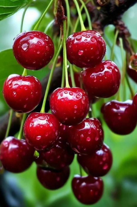 Pomi fructiferi pentru primavara 2026