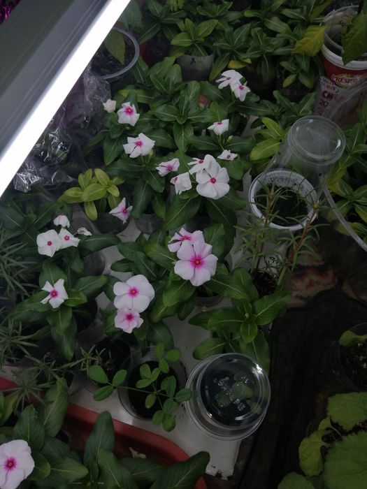 Катарантус разные рацветки по 500т