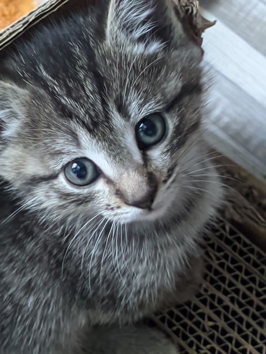 Ищут дом и ласковые ручки