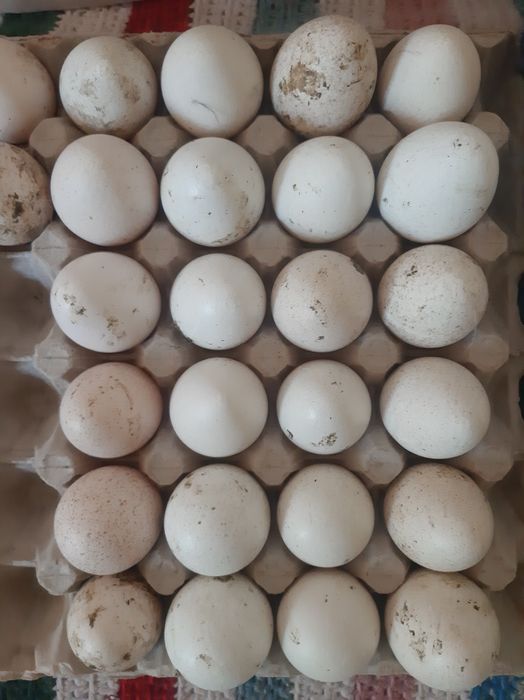 Curcani si curci  rasa mixta de casa