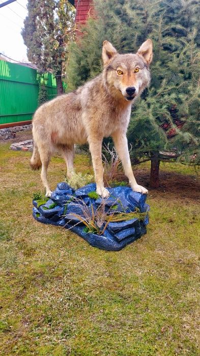 Продам имитацию волка муляж