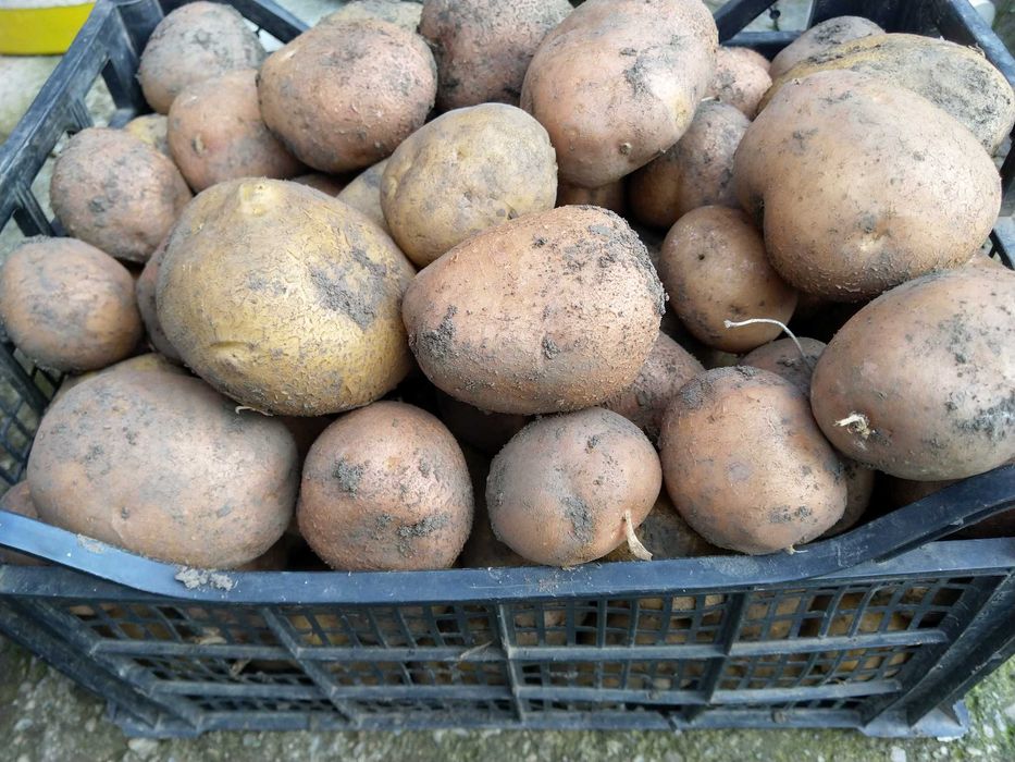 Vând cartofi de sămânță, galbeni sau roșii