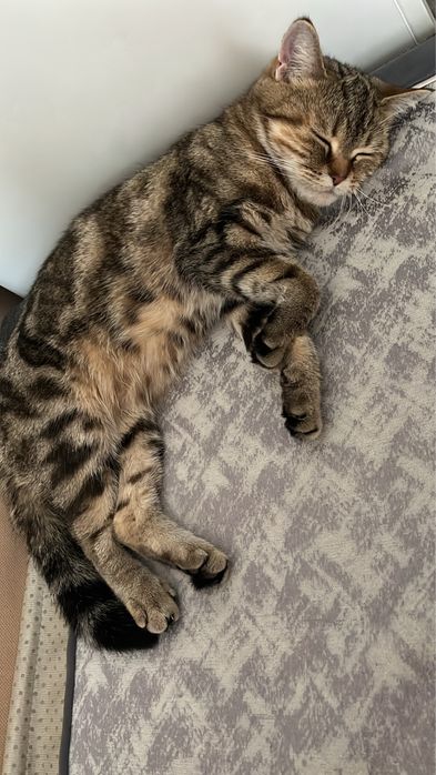 Породистый котёнок