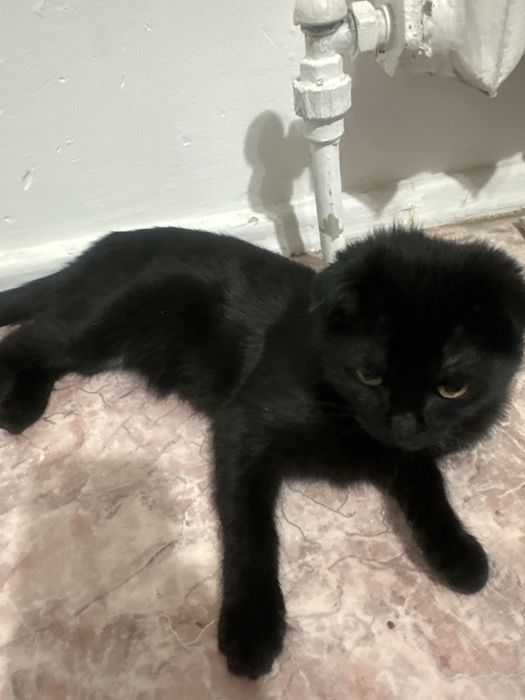 Вислоухая черная кошка