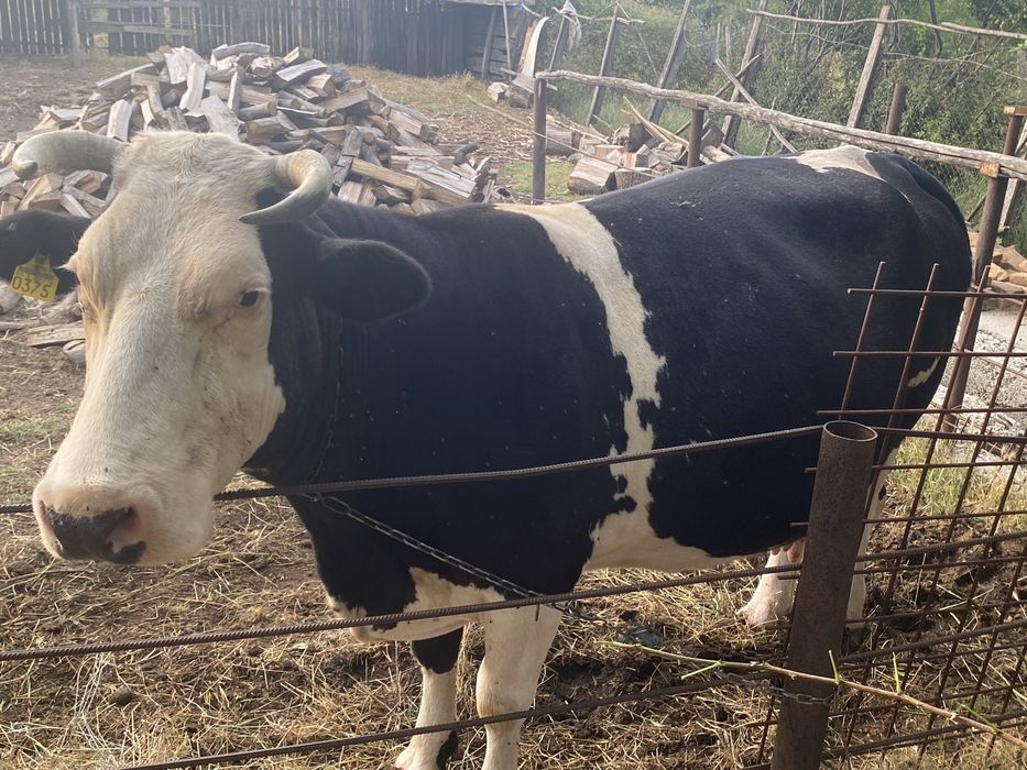 Vaca holstein de vanzare!