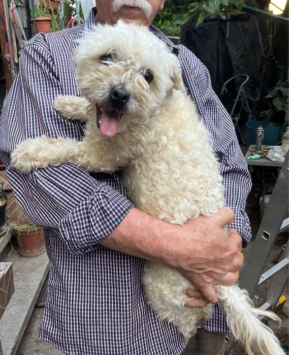 Metis bichon pui, gratuit