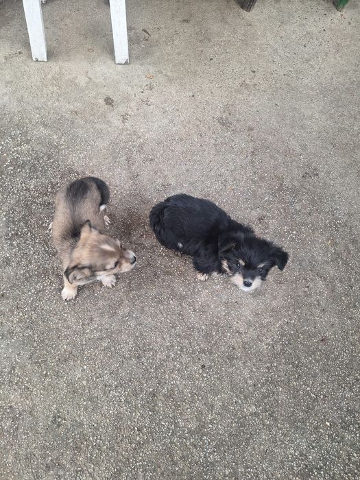 Animale spre adopție