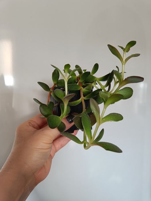 Продам суккуленты 3 вида