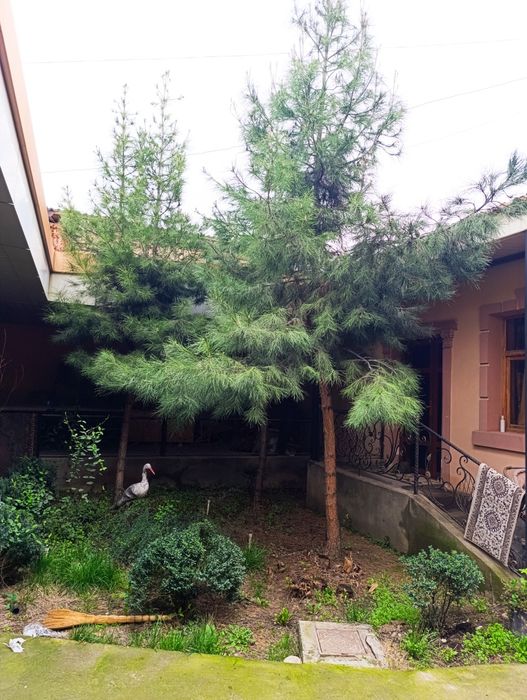 Сасна дарахти сотилади