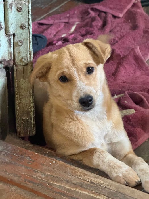 Щенки в добрые руки