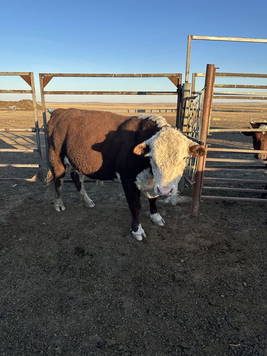 3 жасар бука сатылады
