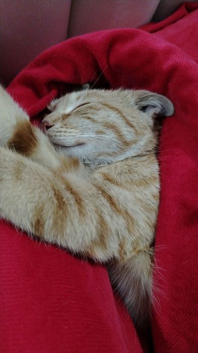 Кошечка Мия в хорошие руки !