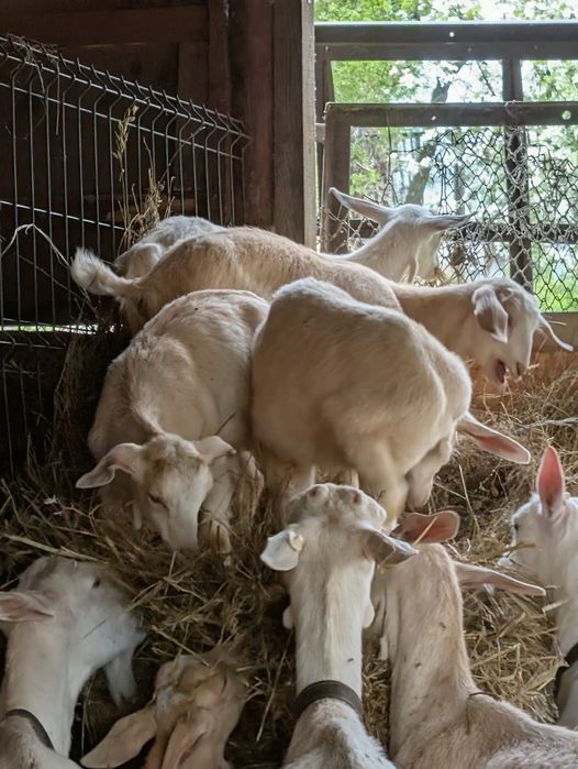Vând țapi Sura Mare
